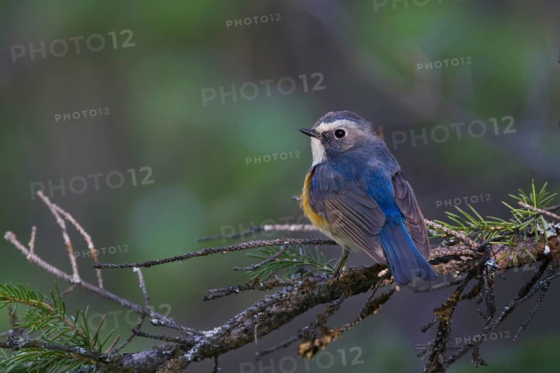 Orange-flanked Bluetail - Blauschwanz - Tarsiger cyanurus, Kazakhstan, male
