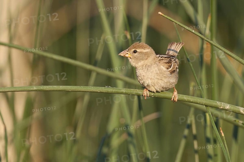 Spanish Sparrow - Weidensperling - Passer hispaniolensis ssp. hispaniolensis, adult female, Croatia