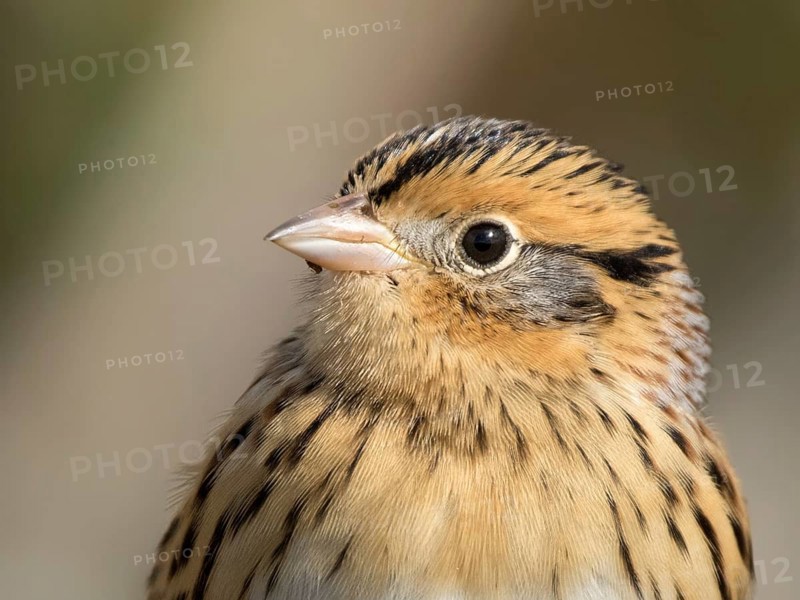 Portrait of a Le Conte's Sparrow, Toxostoma lecontei, perching in the grass in a Saskatoon marsh, in Saskatchewan, Canada