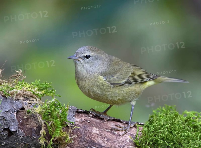 Orange-crowned Warbler, Oreothlypis celata, perched on a log in the Autumn in Saskatoon, Saskatchewan, Canada