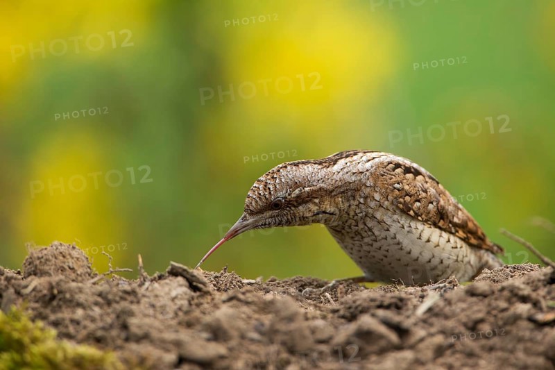 Eurasian Wryneck (Jynx torquilla) foraging, Saxony, Germany