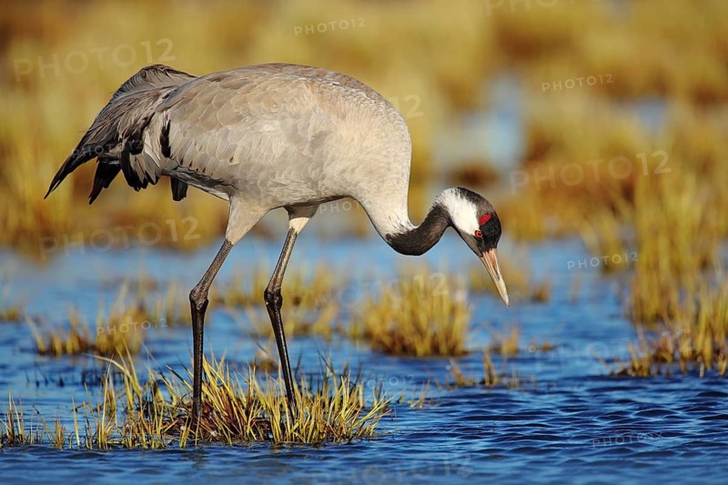 Common Crane, Grus grus, big bird in the nature habitat, Lake Hornborga, Sweden. Wildlife scene from Europe. Grey crane with long neck