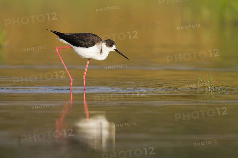 Black-winged Stilt (Himantopus himantopus), Cyprus