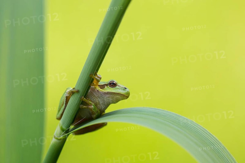 European Tree Frog (Hyla arborea) perchend on reed, North Rhine-Westphalia, Germany