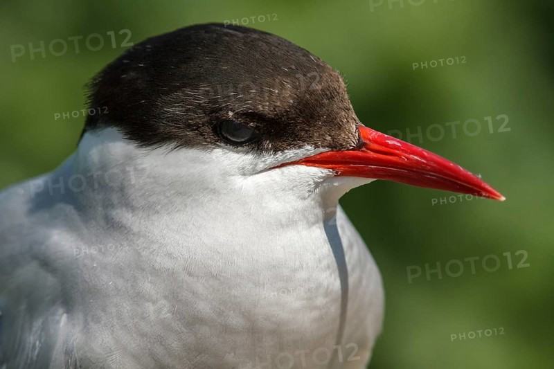 Arctic Tern (Sterna paradisaea), portrait, Farne Islands, United Kingdom