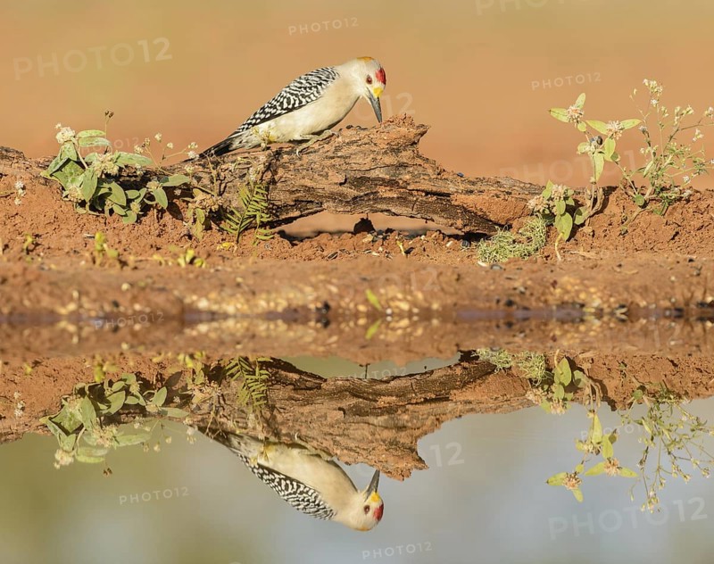 Golden-fronted Woodpecker (Melanerpes aurifrons) male, Texas, USA