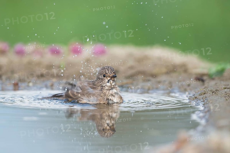 Spotted Flycatcher (Muscicapa striata) bathing, Aosta Valley, Italy