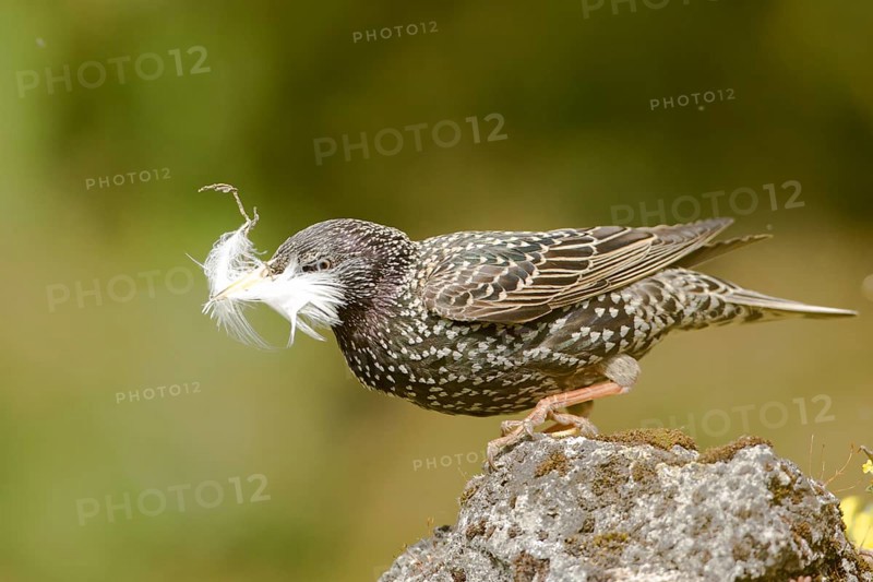 Common Starling (Sturnus vulgaris) carrying feather in beak, Bavaria, Germany