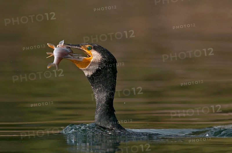 Great Cormorant (Phalacrocorax carbo) with Eurasian perch (Perca fluviatilis) prey in beak, Piedmont, Italy