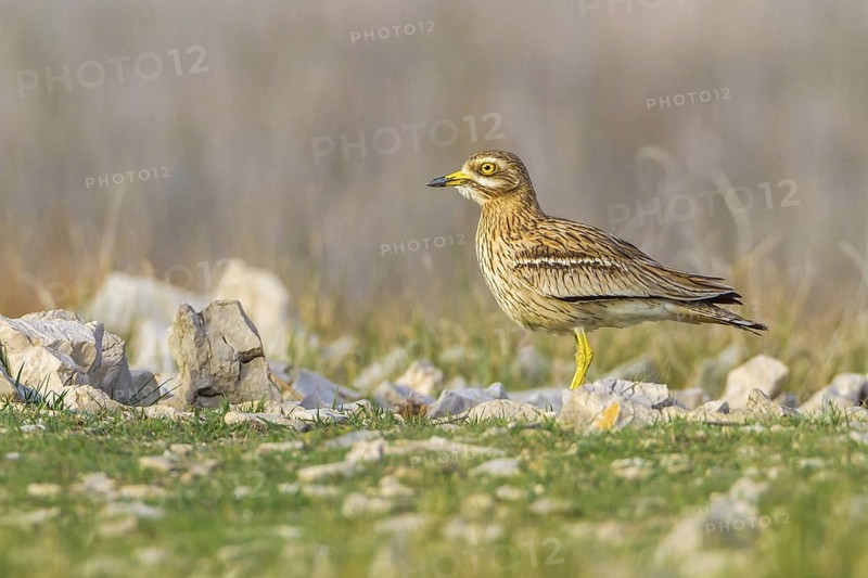 Eurasian Stone-curlew (Burhinus oedicnemus) in field, Dalmatia, Croatia