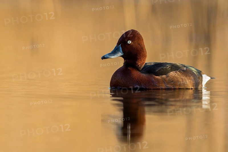 Ferruginous Duck (Aythya nyroca) male, Krk, Croatia