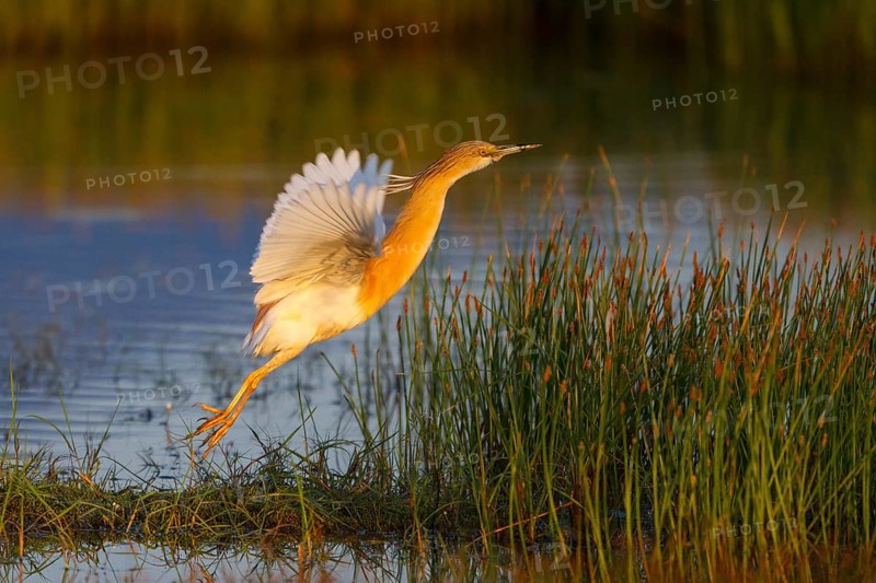 Squacco Heron (Ardeola ralloides) flying, Greece