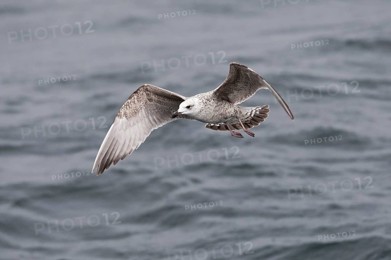 European Herring Gull (Larus argentatus) flying, Baltic Sea, Germany