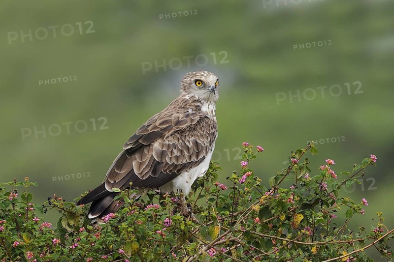 Short-toed Snake Eagle (Circaetus gallicus), India