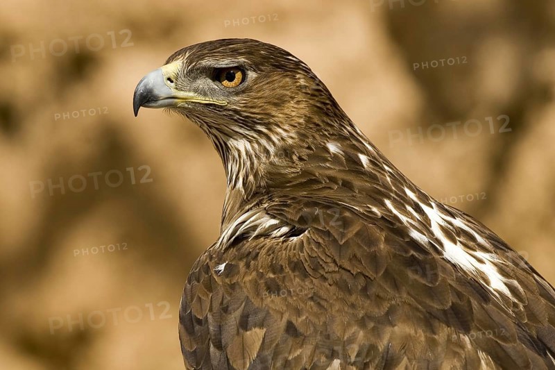 Bonelli's Eagle (Aquila fasciata) female, Castile-La Mancha, Spain