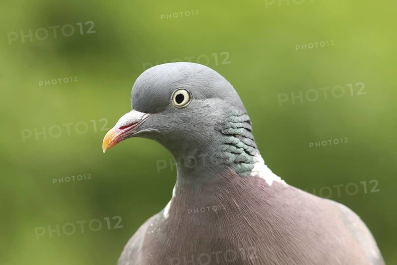 Common Wood Pigeon (Columba palumbus), Lower Saxony, Germany