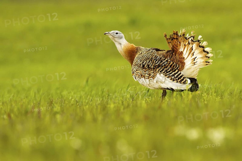 Great Bustard (Otis tarda) male, Castile-La Mancha, Spain