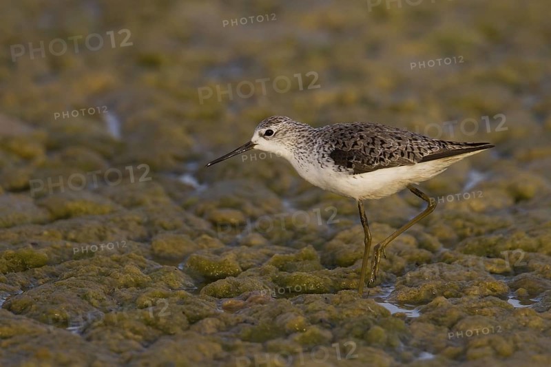 Marsh Sandpiper (Tringa stagnatilis), Oman