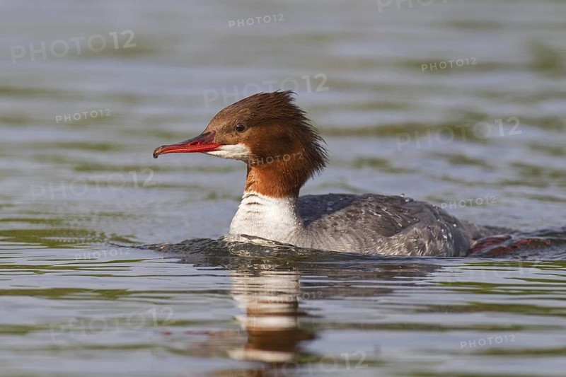 Common Merganser (Mergus merganser) female, Mecklenburg-Western Pomerania, Germany