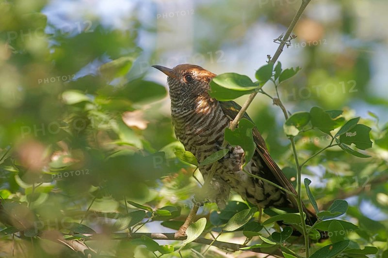 Asian Emerald Cuckoo (Chrysococcyx maculatus), Nonthaburi, Thailand