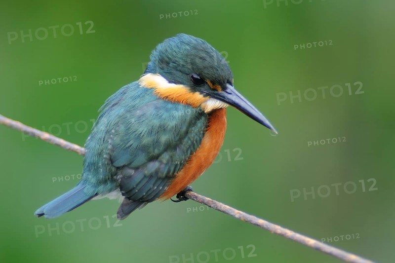 American Pygmy Kingfisher (Chloroceryle aenea), Pantanal, Brazil