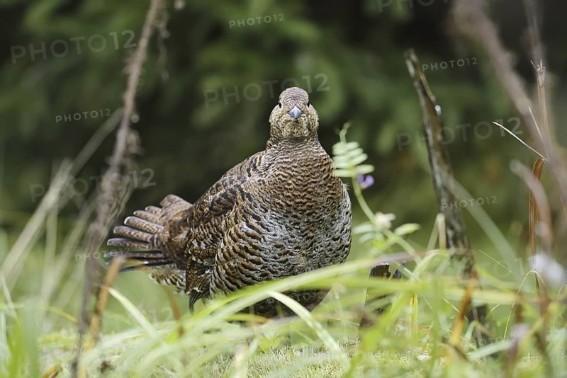 Black grouse (Lyrurus tetrix, Tetrao tetrix), female, Bavaria, Germany