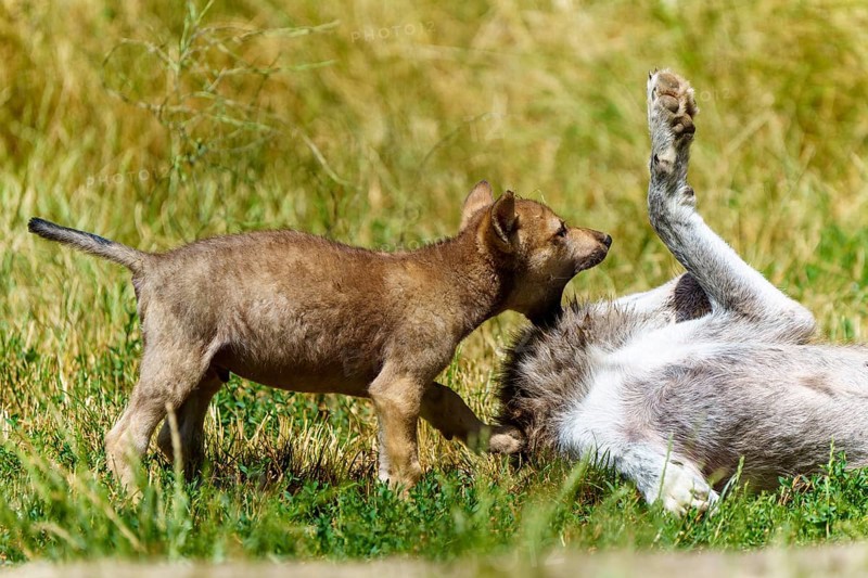 A wolf pup stands curiously over a lolling wolf in the meadow, Timberwolf, wolf, American wolf, (Canis lupus lycaon), pup, Germany