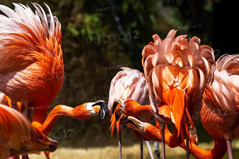 American flamingo, Phoenicopterus ruber, group of birds