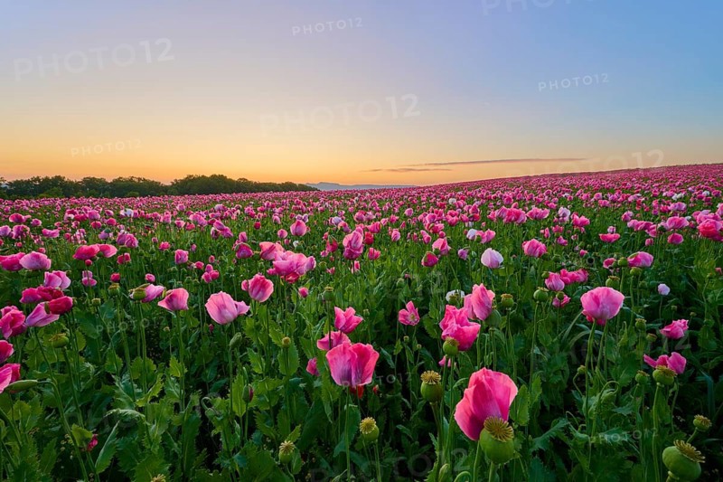 Opium poppy (Papaver somniferum), pink poppy field at dusk with golden sky, summer, summer, Germerode, Geo nature park Park Frau-Holle-Land, Hoher Meissner, Hesse, Germany