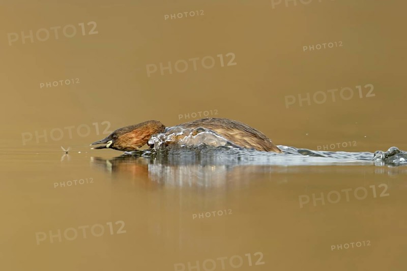 Little grebe (Tachybaptus ruficollis), adult bird in breeding dress, summer dress, in action, chasing an insect, prey, funny picture, clear, bright light, pleasant colours, wildlife, native nature, Lower Rhine, Rhineland, North Rhine-Westphalia, Germany, Western Europe