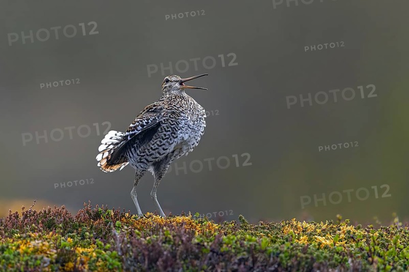 Great snipe (Gallinago media) male calling during courtship display at lek at dusk on tundra breeding ground in spring (June), Sweden, Scandinavia