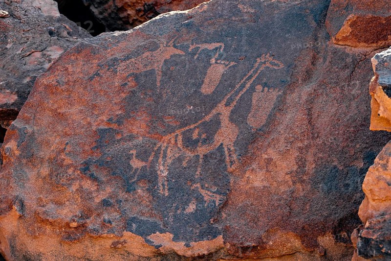 Depiction of feet and a giraffe, engravings of animals on a rock slab, petroglyphs, rock engravings, Twyfelfontein, Kunene, Namibia