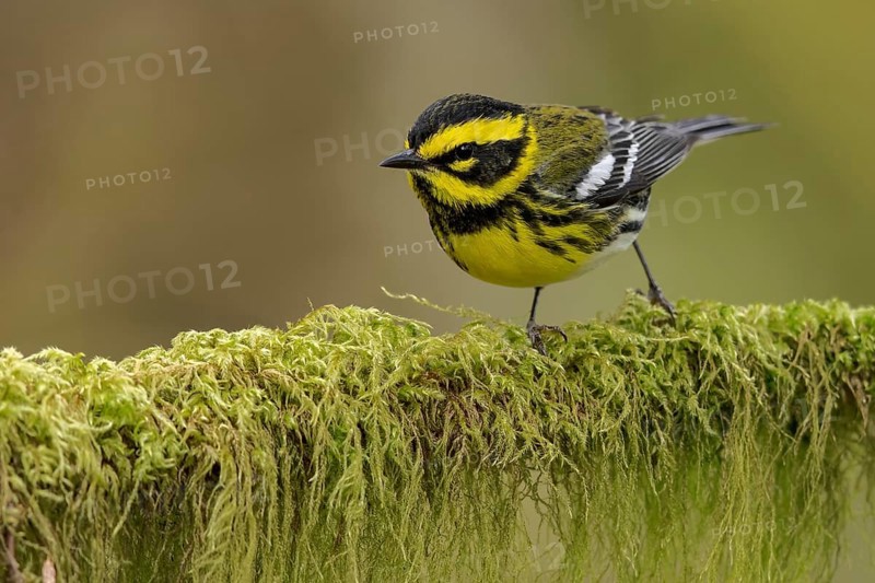 Townsend's Warbler (Dendroica townsendi) perched on a branch in Victoria, BC, Canada