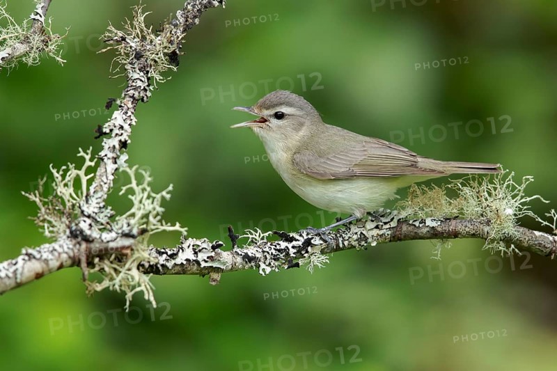 Warbling Vireo (Vireo gilvus) perched on a branch in Victoria, BC, Canada