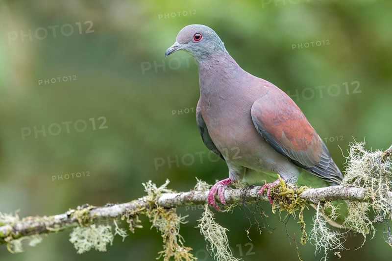 Pale-vented Pigeon (Columba cayennensis) perched on a branch in Colombia, South America