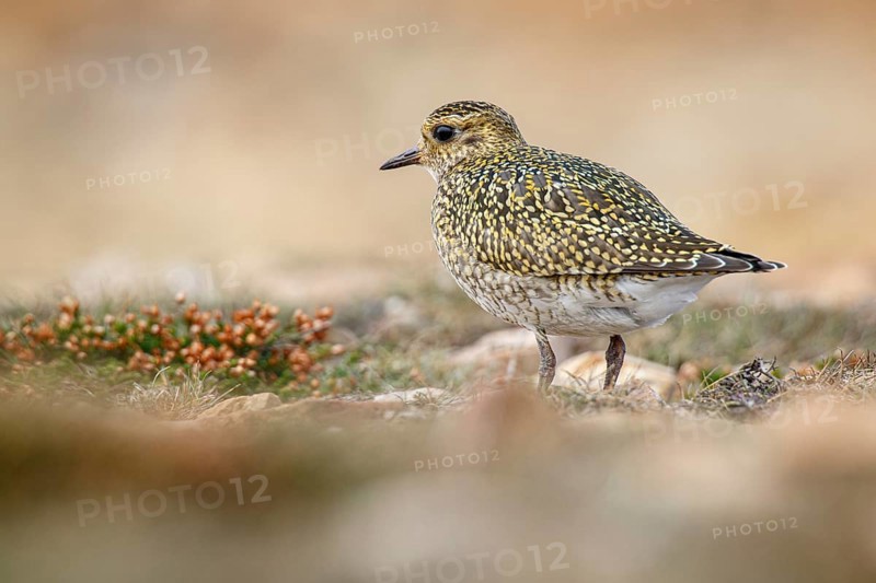 European golden plover (Pluvialis apricaria), resting during his migration travel to the south, Asturias, Spain