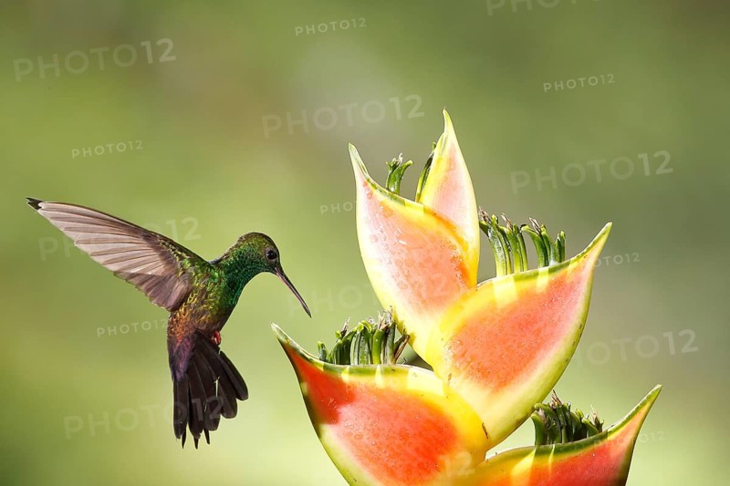 Bronze-tailed Plumeleteer (Chalybura urochrysia) male flying while feeding at flower nectar, Costa Rica