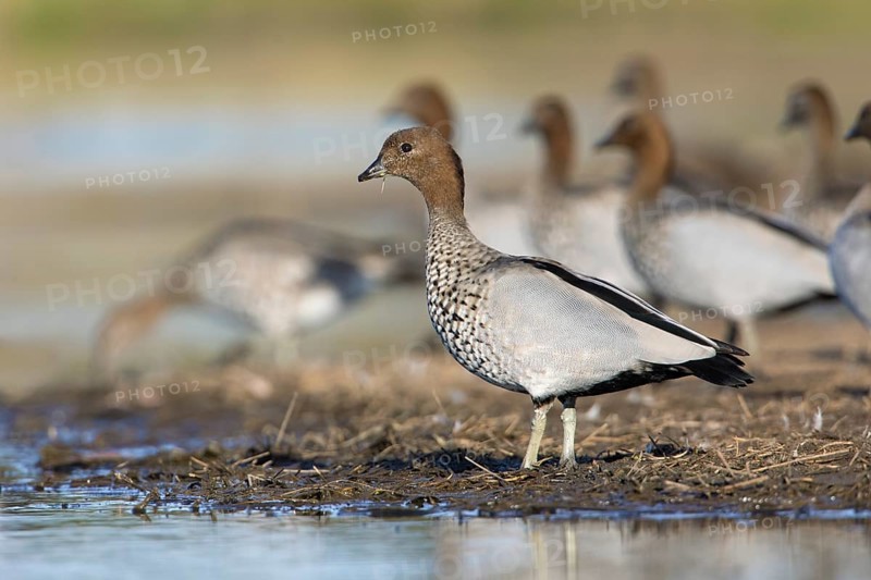 Maned Duck (Chenonetta jubata) male, Victoria, Australia