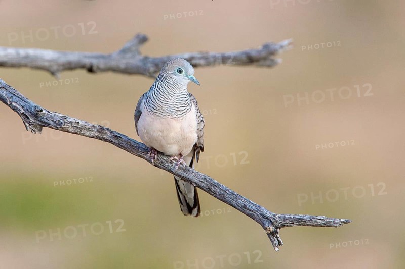Peaceful Dove (Geopelia placida), Queensland, Australia