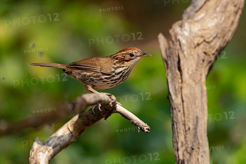 Puff-throated Babbler (Pellorneum ruficeps shanense), Yunnan, China