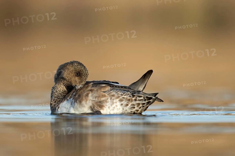 Smient vrouw laag standpunt cpoetsend, Eurasian Wigeon low point of view cleaning feathers