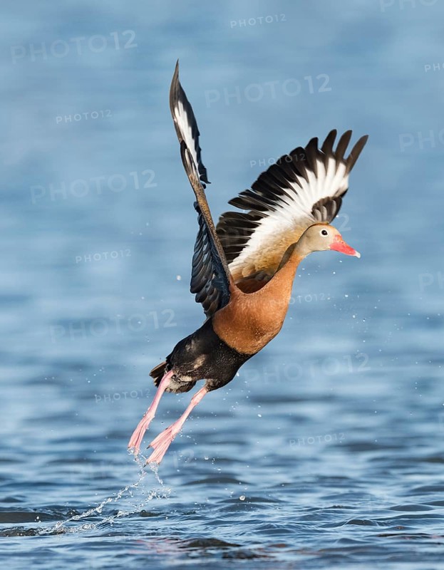 Black-bellied Whistling Duck (Dendrocygna autumnalis) taking flight, Texas, USA