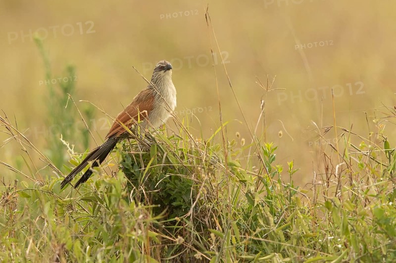White-browed Coucal (Centropus superciliosus), Lake Baringo, Kenya
