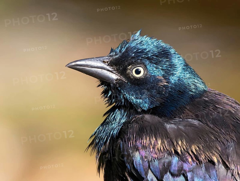 Common Grackle, Quiscalus quiscula, portrait after a bath in Saskatoon, Saskatchewan, Canada