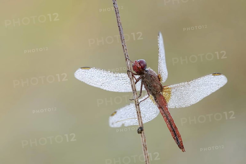 Scarlet Dragonfly (Crocothemis erythraea), male with dewdrops, North Rhine-Westphalia, Germany