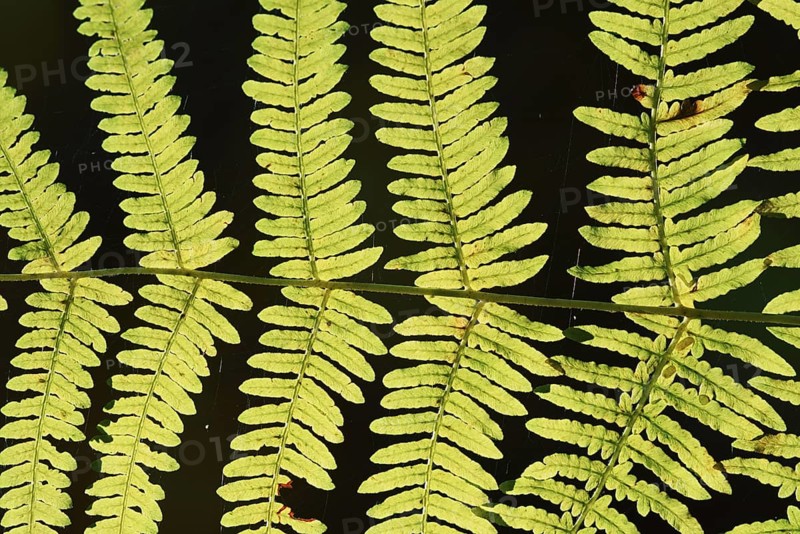 Bracken fern (Pteridium aquilinum), fern fronds against the light, North Rhine-Westphalia, Germany