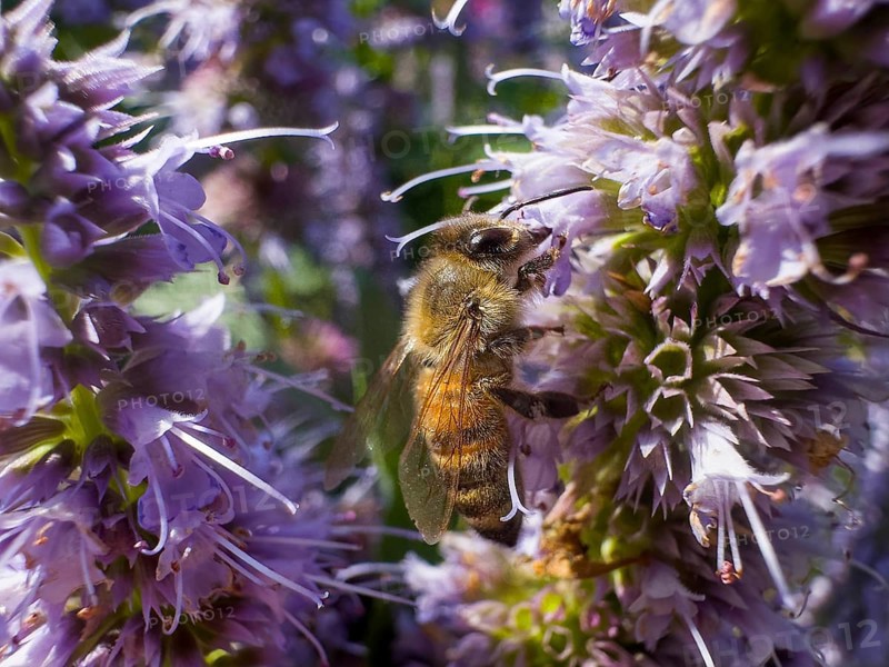 Honey bee (Apis) sitting on scented nettle, aniseed scented nettle, aniseed hyssop, aniseed giant hyssop (Agastache foeniculum)