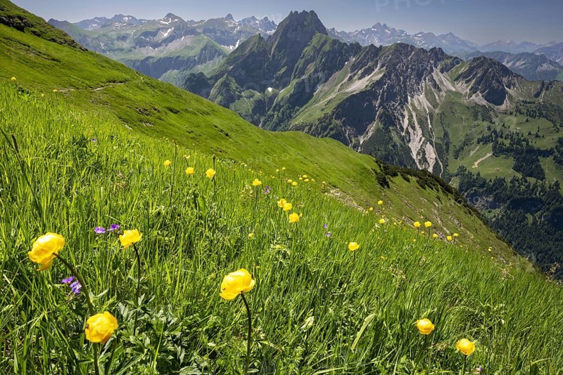 Mountain panorama with troll flowers (Trollius europaeus) from Laufbacher-Eckweg to Höfats, 2259m, Allgäu Alps, Allgäu, Bavaria, Germany