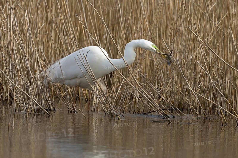 Great white egret (Ardea alba) adult bird in water on the edge of a reedbed with a frog for food in its beak in spring, England, United Kingdom