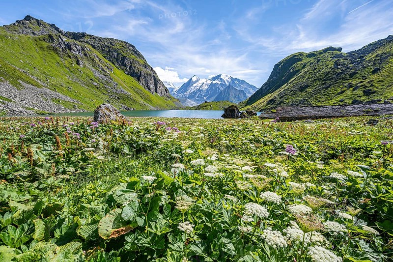 Sea of flowers at a mountain lake with view of mountain peaks, Lac du Louvie with summit Grand Combine, Valais Alps, Val de Bagnes, Valais, Switzerland